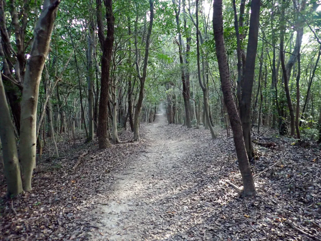 落ち葉の積もった細い道が続く、吉備の中山の林
