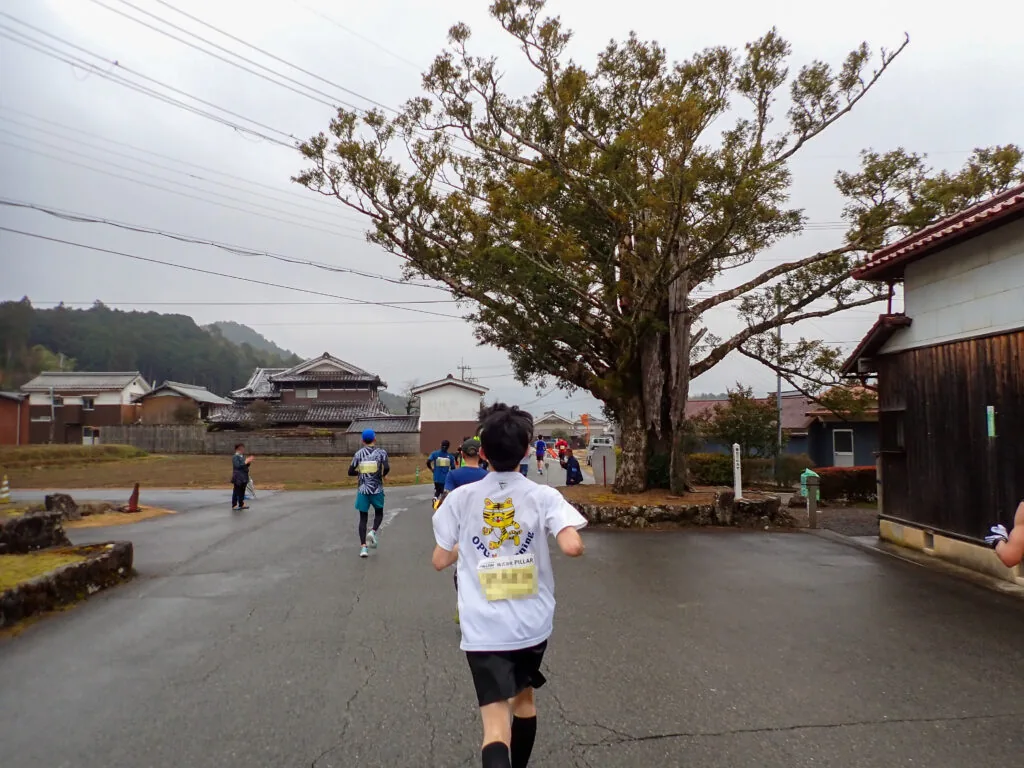 道沿いにそびえる大木、春日江のカヤの横を走るランナー