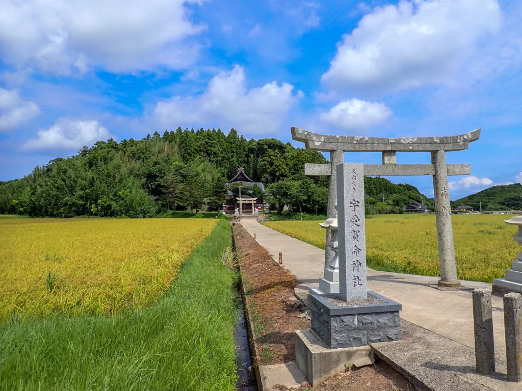 黄金色の田んぼの先に鳥居と社が見える宇受賀命神社