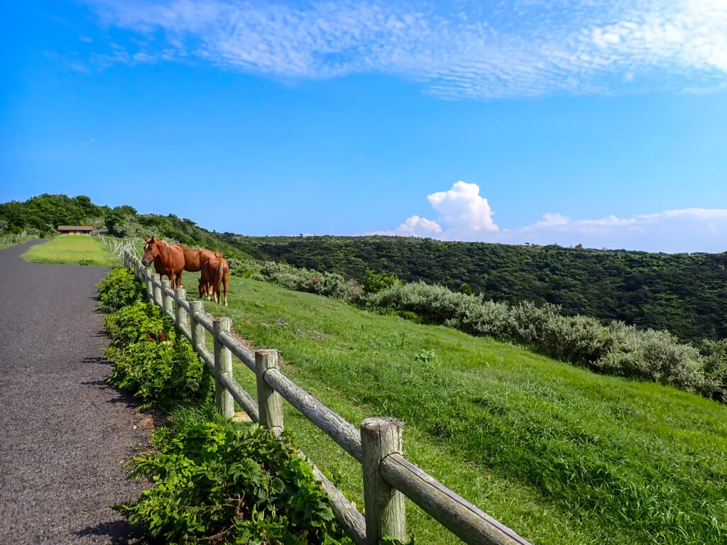 遊歩道脇の草地で放牧されている馬