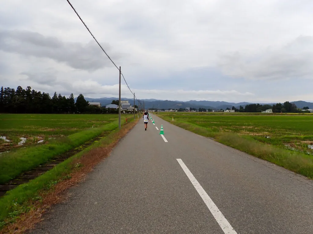 水田の間をまっすぐ延びる長井白鷹線