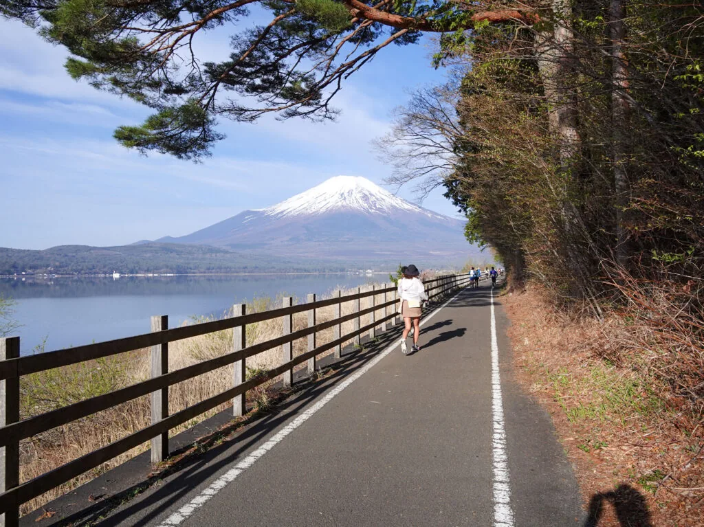 松の枝越しに見える山中湖と富士山