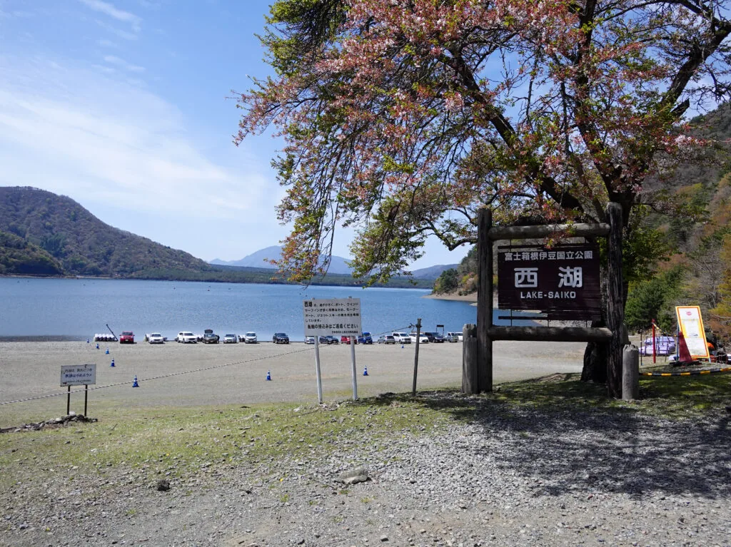 「西湖」の看板が立つ湖畔の砂利浜と桜の木
