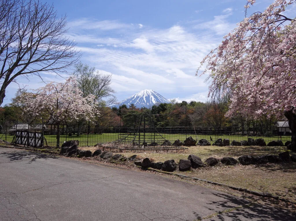 桜が咲く公園の道と、奥に見える富士山