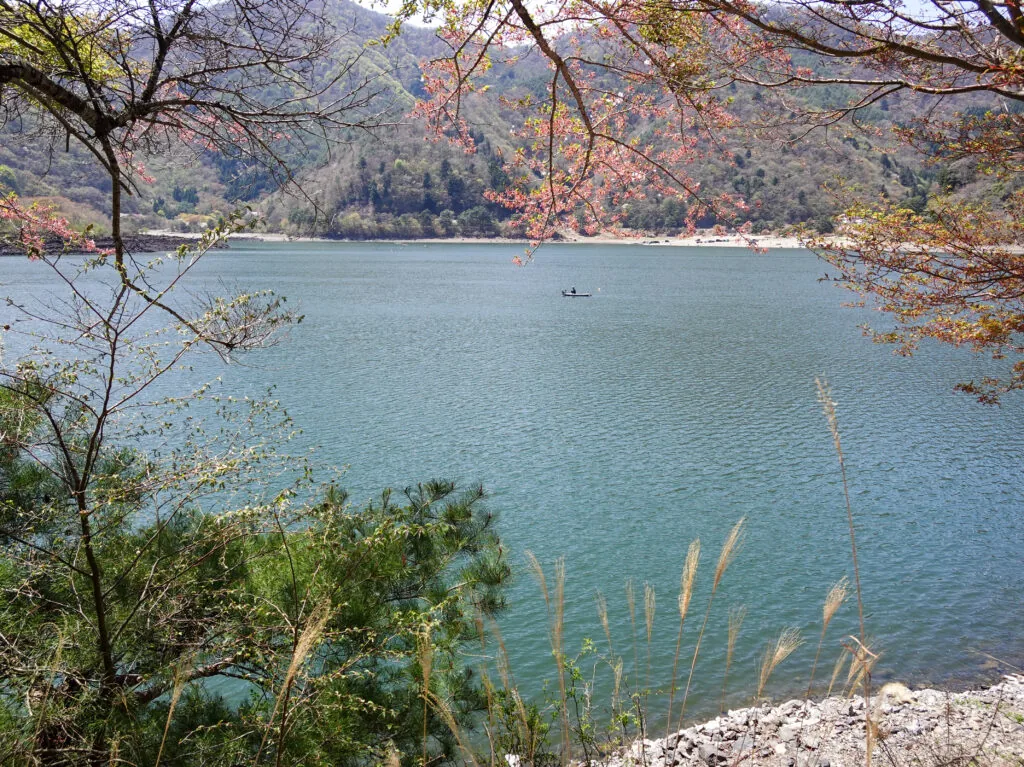 木々の間から見える精進湖の緑がかった湖面