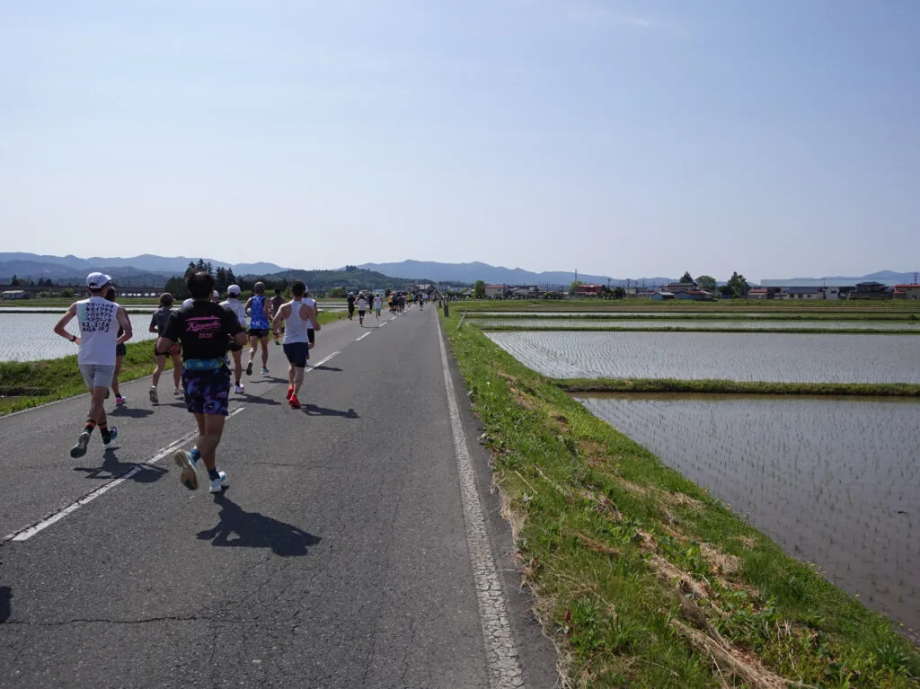 田植え後の水田の脇の道を走るランナーたち