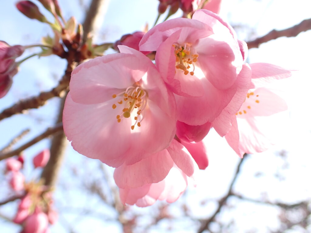 咲きはじめた桜